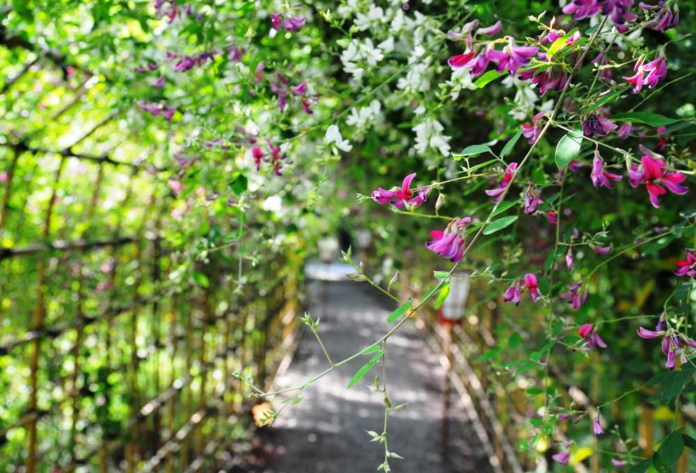 🌸 백화원(무코지마 햣카엔) 이미지 12